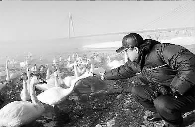 莫言在日本十胜川河边喂天鹅。