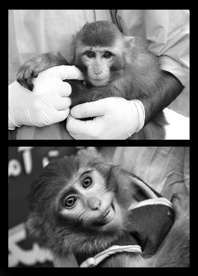 　　公布的送入太空前的活猴照片（左图）。