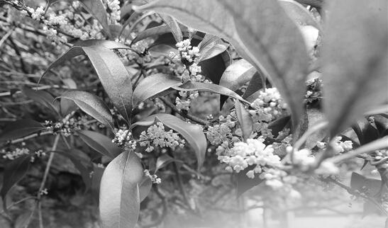 小長假半晴半雨有點小悶熱最高溫不超過32℃