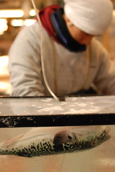日本人拼死吃河豚 一个人花费500甚至上千元