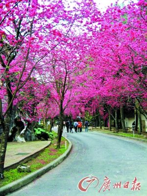 九族文化村是台湾樱花密度最高之地