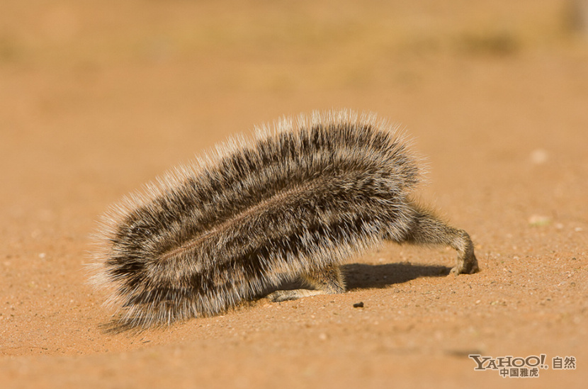 可爱地松鼠嬉戏打闹 自在生活(高清组图)
