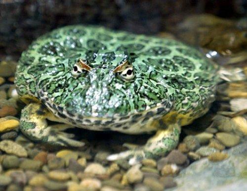 全球10种最怪异青蛙:蓝色箭毒蛙外表冷酷(图)