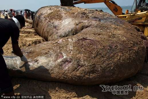 58英尺长死亡须鲸被海浪冲上斯里兰卡海滩(图