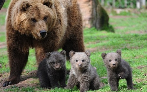 3只小棕熊在妈妈的看护下首次亮相
