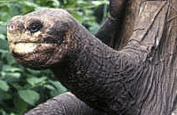 加拉帕戈象龟去世