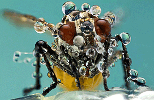 微距镜头下昆虫世界的惊艳瞬间