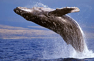 摄影师实拍座头鲸交配画面(组图)