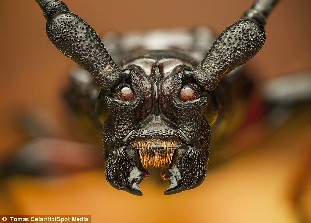 恶魔长角甲虫入侵美国外形凶恶令人畏惧(组图)