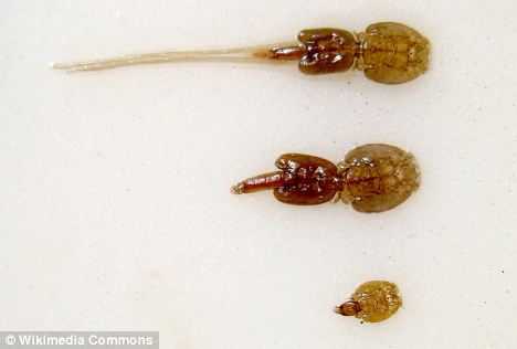 研究人员估计40%的三文鱼死于虱子.