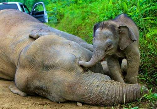 幼象不断用鼻子触碰母象的身体，不愿离去。