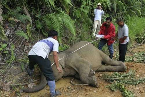 工作人员在测量大象的身体。