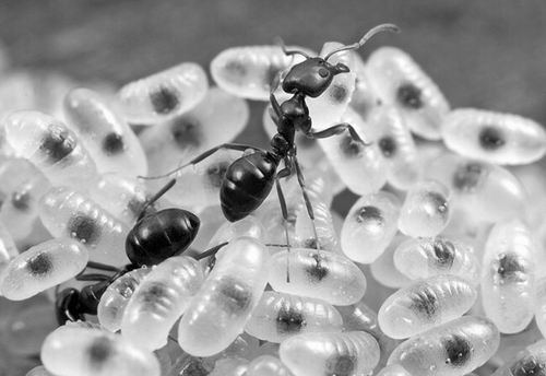 科技  蚁后,蜂后通常忙着繁育后代,但它们却没有时间抚养自己的后代.