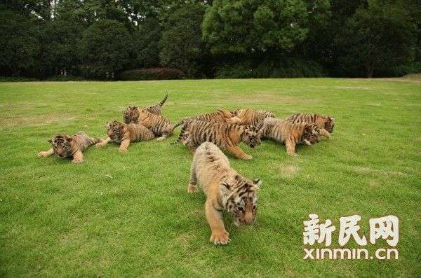 上海野生动物园喜