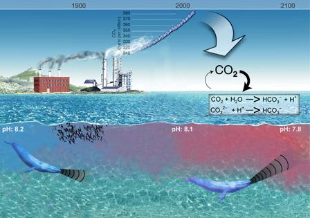 2003年,英国著名杂志《自然》(nature)上首次出现了"海洋酸化"(ocean