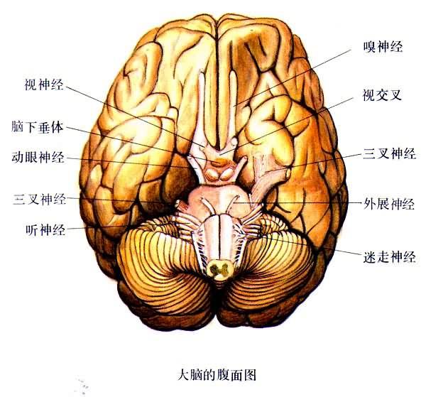 酒精对于大脑的危害是怎么伤害的