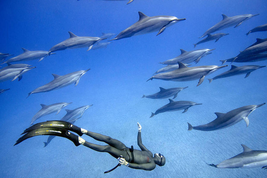 在夏威夷附近的海域，他们则与飞旋海豚进行了一次亲密的约会，跟随在海豚群后自在畅游。 

