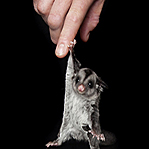 摄影师晒暖心动物萌照