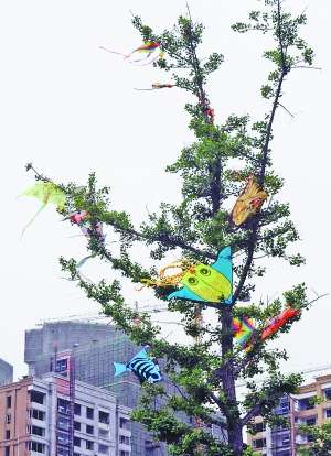 好多风筝挂树上
