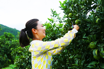琼中绿橙开摘上市 预计产量达1.2万吨
