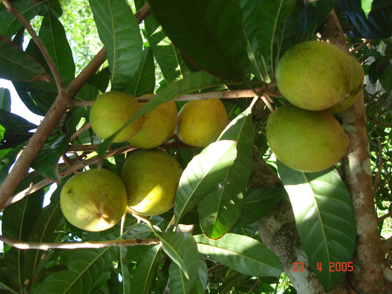 海南农垦万嘉果热带植物园