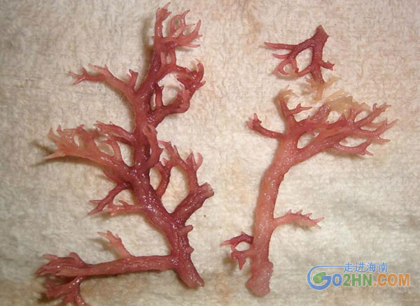 海底庄稼麒麟菜:海南珍贵的热带海洋藻类