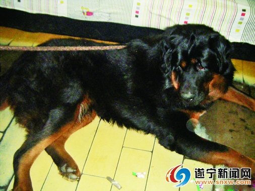 本是邻居因藏獒吓到人动手打架高清图片