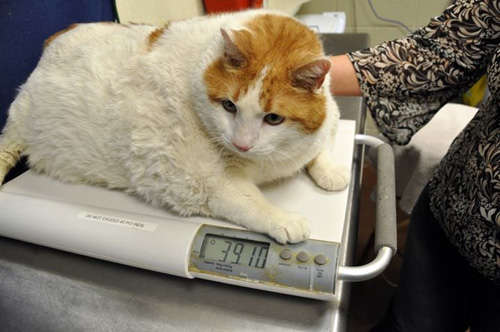 美国17.7公斤重胖猫因过度肥胖死亡 引发全球