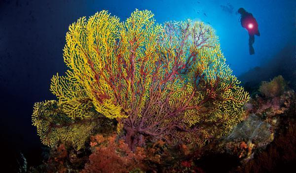 碧海青天,深蓝潜蓝:诗巴丹潜水,掉进上帝的鱼缸