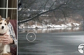 英国一男子脱衣爬上薄冰救爱犬。2012年2月，在罕遇的极寒天气下，英国埃塞克斯郡（Essex）一男子几乎将自己脱个精光爬过河面薄冰去搭救自己落水的宠物狗。这件事发生在埃塞克斯郡戴德姆地区的司道尔河上。路人拍下了这位不明身份的男子的举动，路人称该男子发现爱犬跌入河中，他将自己脱得只剩一条短裤，爬过冰面去营救，最终安全返回。据悉，人在刺骨寒冷的冰水中挣扎几分钟就可能丧命。
