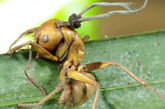6.真菌让蚂蚁变成僵尸蚂蚁

　　本图中蚂蚁的头部长出了一朵蘑菇。这种奇怪的现象是由一种名为Cordyceps的寄生菌所致。寄生菌感染蚂蚁的大脑让其变成僵尸蚂蚁，然后驱使僵尸蚂蚁前往最适宜真菌生长和传播的场所，最后再杀死蚂蚁。研究人员认为，全球热带雨林中可能有数千种此类真菌。 
