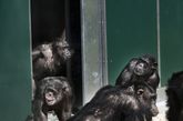 德国电视台公布的视频中显示，当关它们的房门打开时，两只成年黑猩猩吃惊地盯着面前绿油油的草地看。第一只黑猩猩向外面走了几步后，突然它转过身来激动地抱住后面的一只黑猩猩。由于太兴奋，它们显然在大声欢笑。（图片来源：资料图）