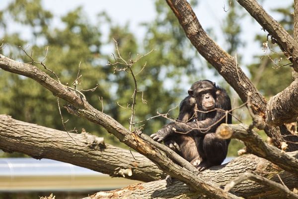 艾滋病实验室黑猩猩被囚30年重获自由