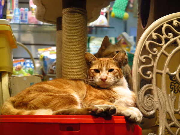 佳能G1X样片集锦 画质接近单反(组图)