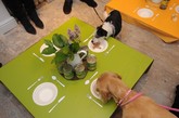 Lily’s Kitchen估计是世界上第一家为猫狗提供饮食的餐厅。这家猫狗餐厅位于英国伦敦市，小狗小猫可以在餐厅里享受到服务员提供的有机食品。
