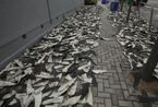 数千鲨鱼鳍摆放香港街头 每磅3790元成菜品