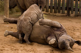 在夸祖鲁纳塔尔省的一个野生动物保护区内，两头犀牛在玩耍嬉闹。