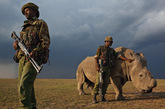 一只在欧波海塔保护区的巡逻队员看护下吃草的北方白犀牛，这头犀牛属于仅存的七个珍稀犀牛的亚种之一。由于不能繁殖后代，所以和其他三只北方白犀牛从捷克被转移到肯尼亚野生动物保护区，工作人员在做最后的努力防止其灭绝。