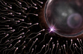 研究表明，人类精子在体外自然环境中只能存活几分钟。