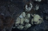 这些生物之所以奇特是因为它们生活在被称作热水孔的海下火山口上面。这些热水孔喷出的黑烟使附近的水温能达到380摄氏度，足以让金属铅融化。