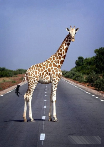 趣图:动物们过马路的搞笑瞬间(组图)