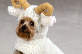 2012年4月7日讯，Doggie Vogue 2012春夏宠物系列：狗狗也爱Cosplay。