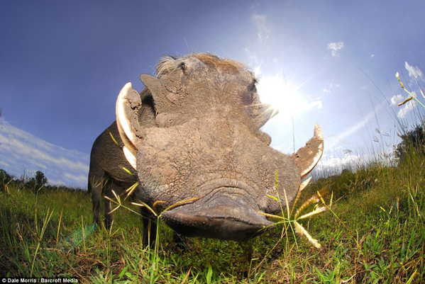 镜头前的“大鼻子”非洲动物