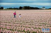 4月8日，一个孩子在荷兰西部小镇丽瑟附近的郁金香花田里奔跑。新华社发（罗宾·于特雷西特摄）