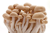 7.蘑菇

毒物：蝇蕈素等

有毒部位：5%蘑菇

在美国大约有五千种蘑菇，其中约一百种据说有毒，而能致死的不到十个。尽管如此，蘑菇还是可能导致肠胃不适。因为蘑菇的本质是真菌而又有那么多个种类，所以很难判断哪种有毒那种没毒。凭经验来看，通常我们说野外生长的蘑菇很可能有毒。蝇蕈素是最致命的蘑菇毒素之一，它能造成肝脏严重损伤。我们所说的毒蕈也是有毒的蘑菇之一。

