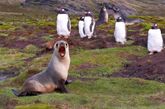 一只张着大嘴的海豹和一群巴布亚企鹅。

　　俄罗斯摄影师Sergey Kokinskiy广泛游历后将摄影视为其业余爱好，而且他似乎对拍摄野生动物情有独钟，从他所拍摄的照片中，我们有幸窥探到这些海洋动物们在镜头下丰富生动的超萌表情。

