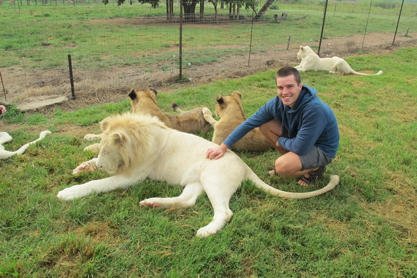 南非草原刺激新体验 牵着狮子尾巴散步