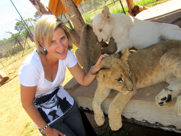 南非草原刺激新体验 牵着狮子尾巴散步