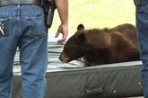 近日，美国科罗拉多州立大学校园出现一头大黑熊。在慢悠悠地闲转的几个小时后，这头黑熊爬上学生宿舍前一棵大树上睡觉。发现它的学生赶紧联系了动物保护人员。不久赶到校园的保护人员考虑到直接将黑熊弄下树会惊吓学生，就给这头熊打了两剂镇静剂。在失去知觉后，这头黑熊没了平衡，从树叉上飘飘然地掉在地上铺的厚垫子上，随后被带出校园。