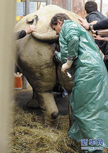 世界上最奇特的工作:人工动物授精师(组图)